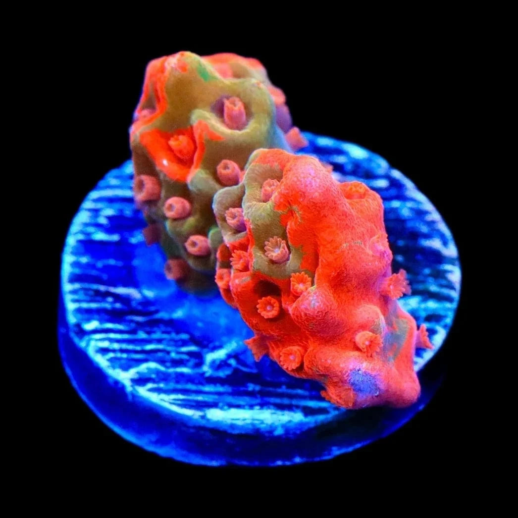 TSA Tequila Sunrise Grafted Setosa Montipora Coral