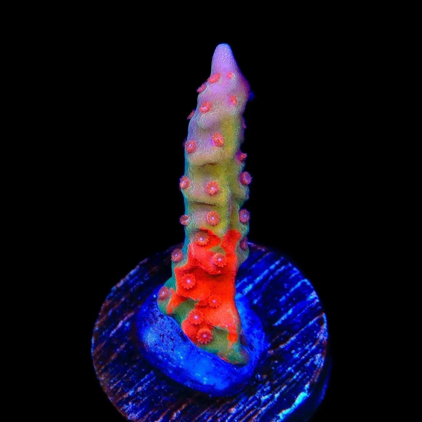 TSA Tequila Sunrise Grafted Setosa Montipora Coral