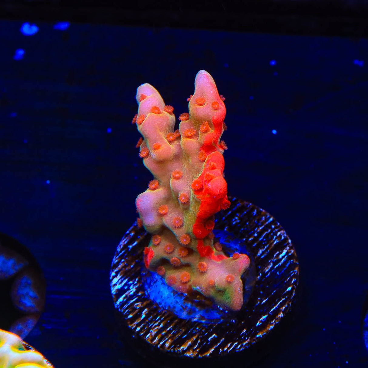 TSA Tequila Sunrise Grafted Setosa Montipora Coral