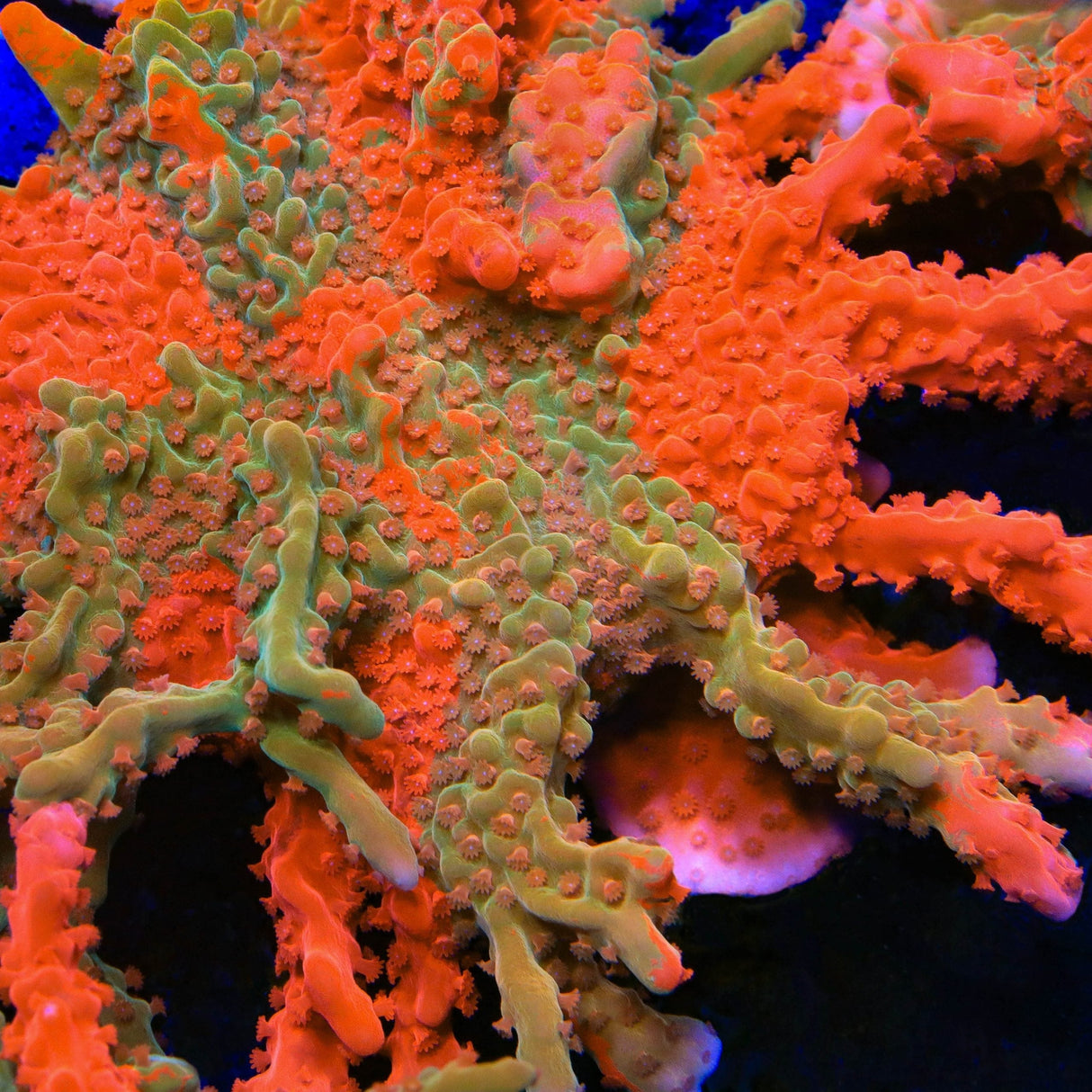 TSA Tequila Sunrise Grafted Setosa Montipora Coral