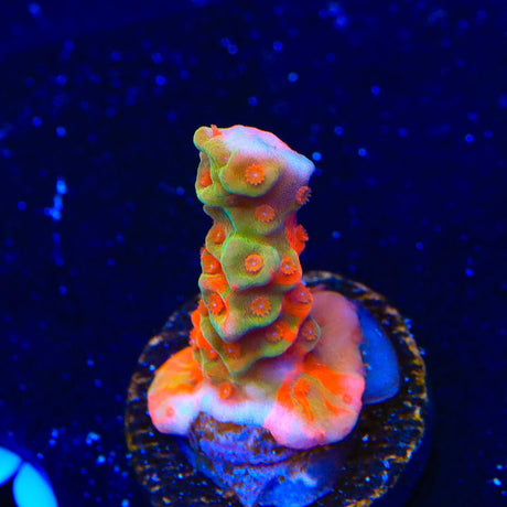 TSA Tequila Sunrise Grafted Setosa Montipora Coral