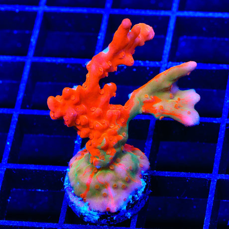 TSA Tequila Sunrise Grafted Setosa Montipora Coral