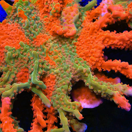 TSA Tequila Sunrise Grafted Setosa Montipora Coral