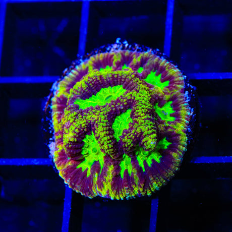 TSA Texas Tornado Favia Coral