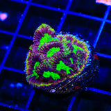 TSA Texas Tornado Favia Coral