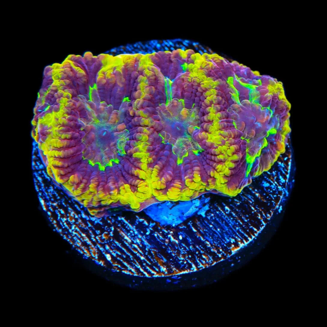 TSA Texas Tornado Favia Coral