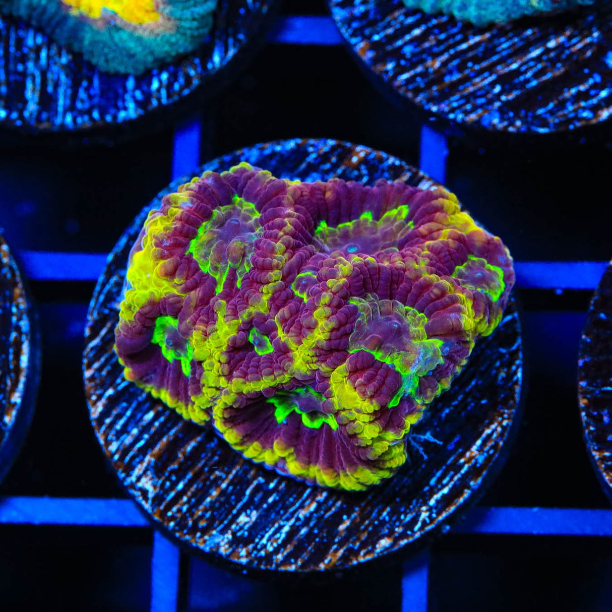 TSA Texas Tornado Favia Coral