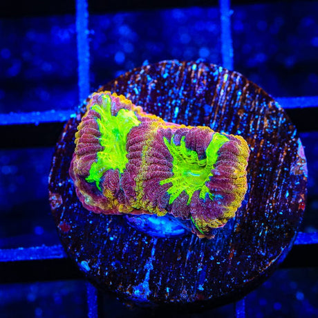TSA Texas Tornado Favia Coral