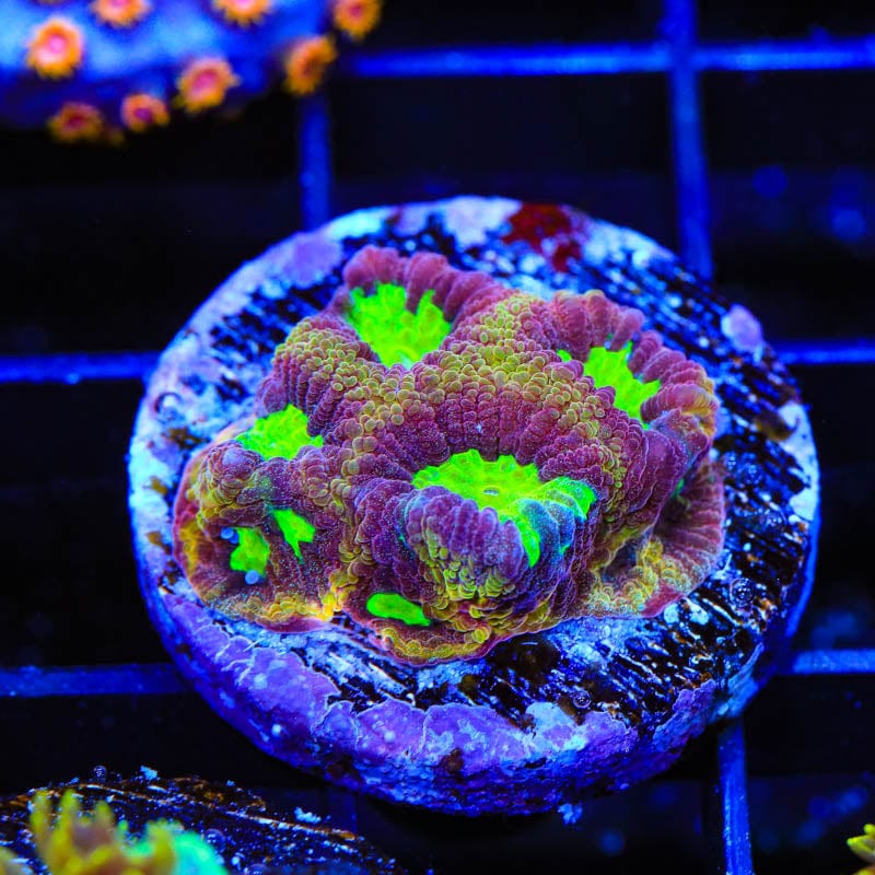 TSA Texas Tornado Favia Coral