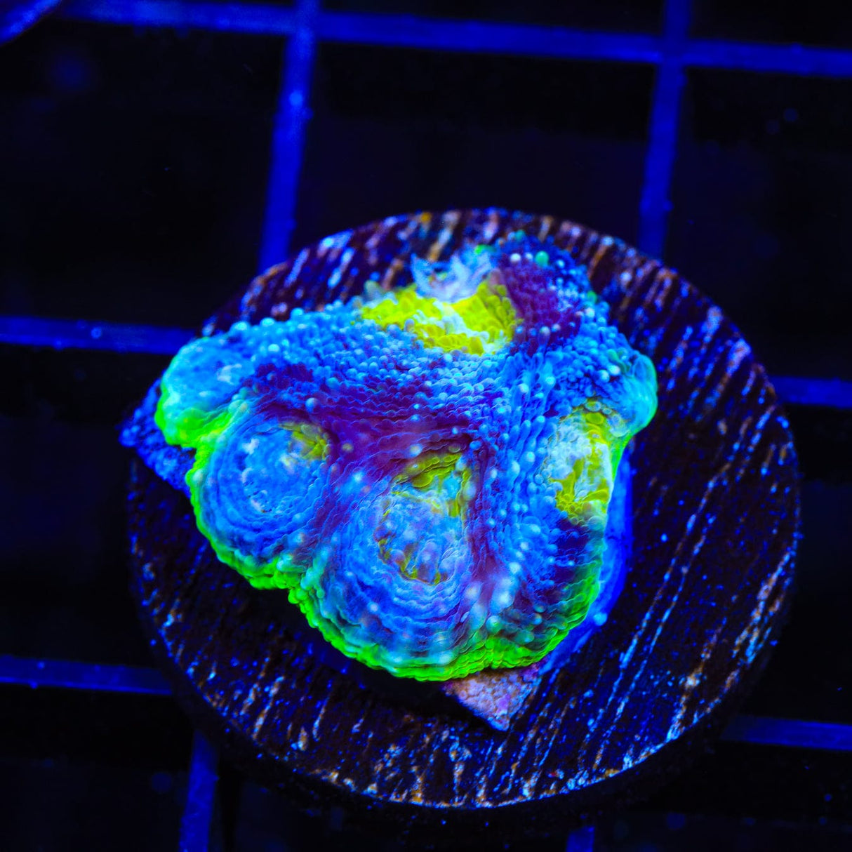 TSA Thanos Echinata Coral