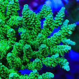 TSA The Banger Acropora Coral