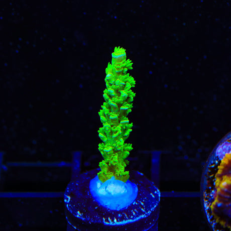 TSA The Banger Acropora Coral