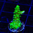 TSA The Banger Acropora Coral