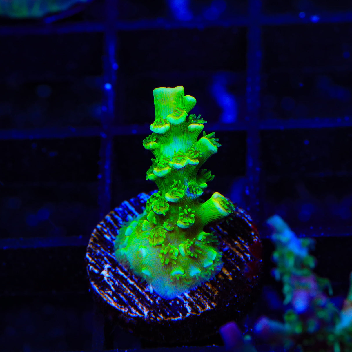 TSA The Banger Acropora Coral