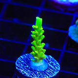 TSA The Banger Acropora Coral