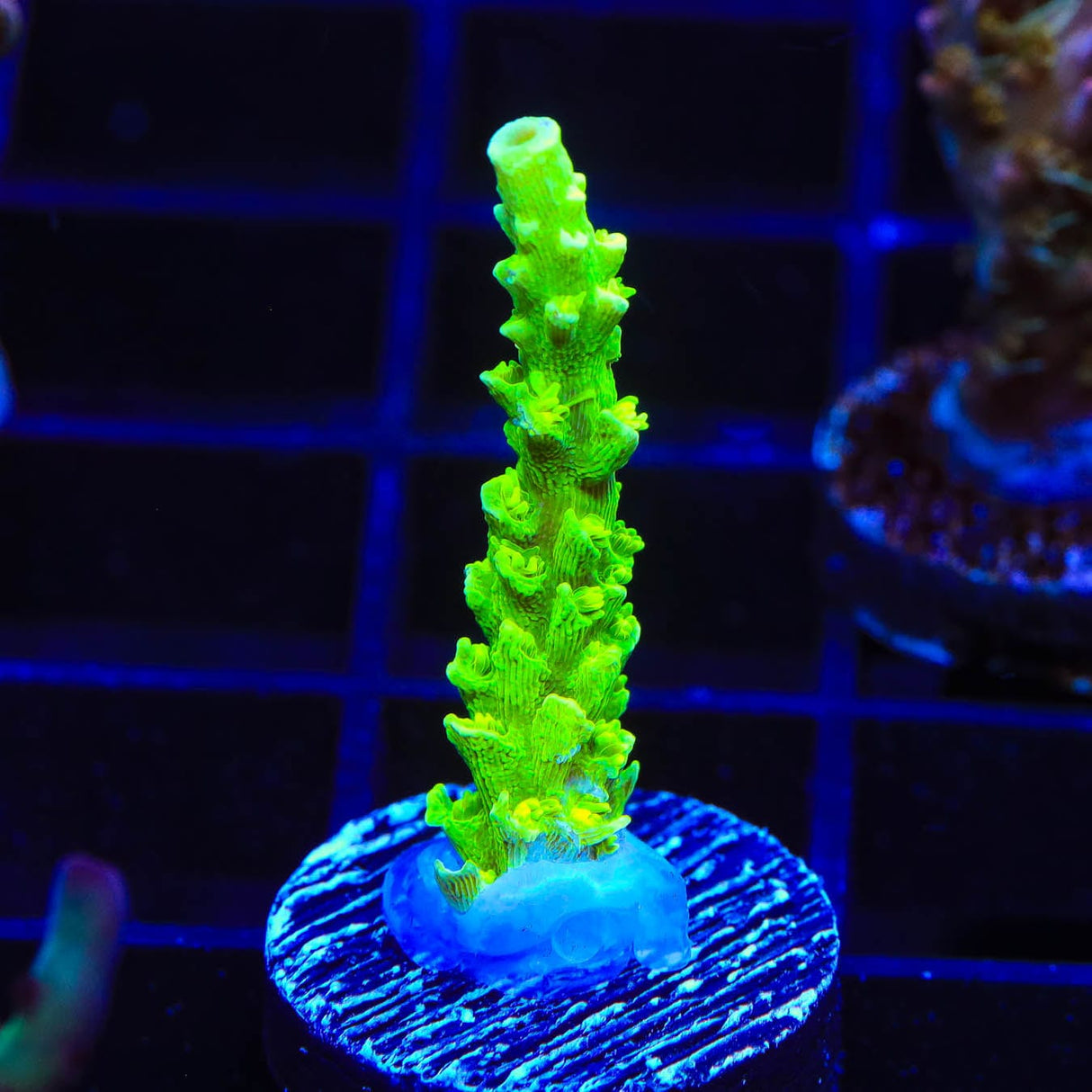 TSA The Banger Acropora Coral