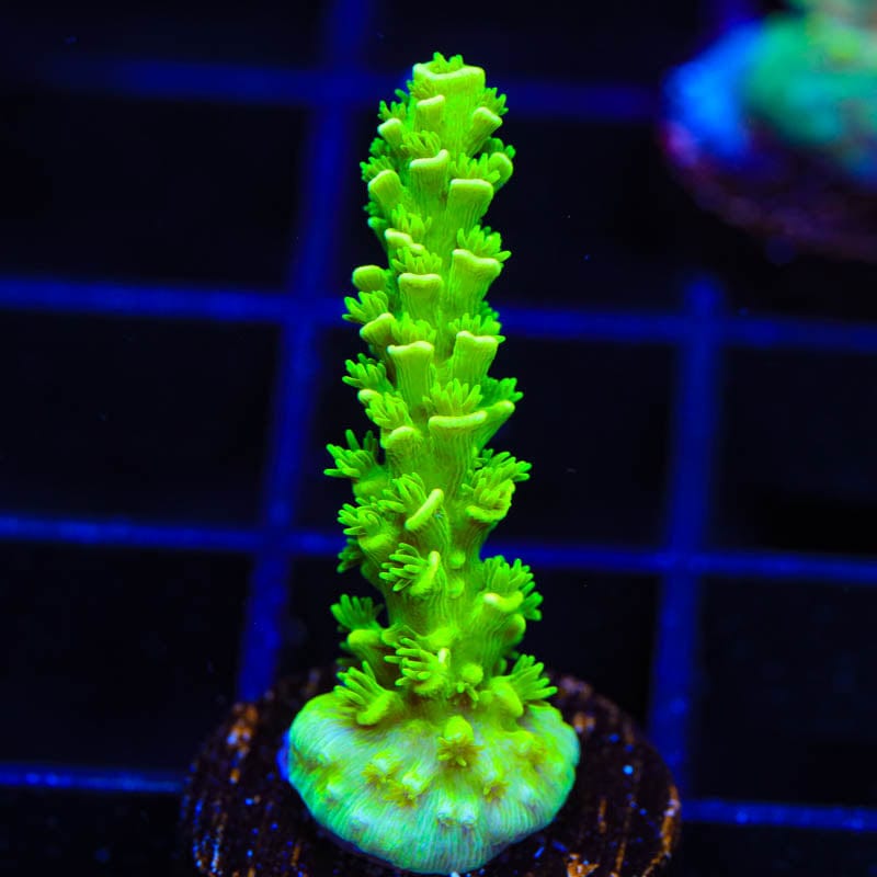 TSA The Banger Acropora Coral