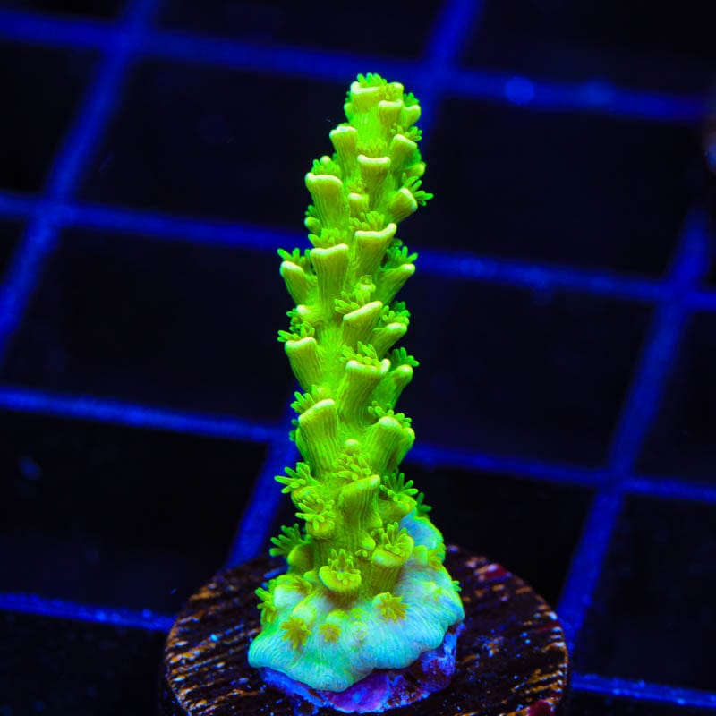 TSA The Banger Acropora Coral