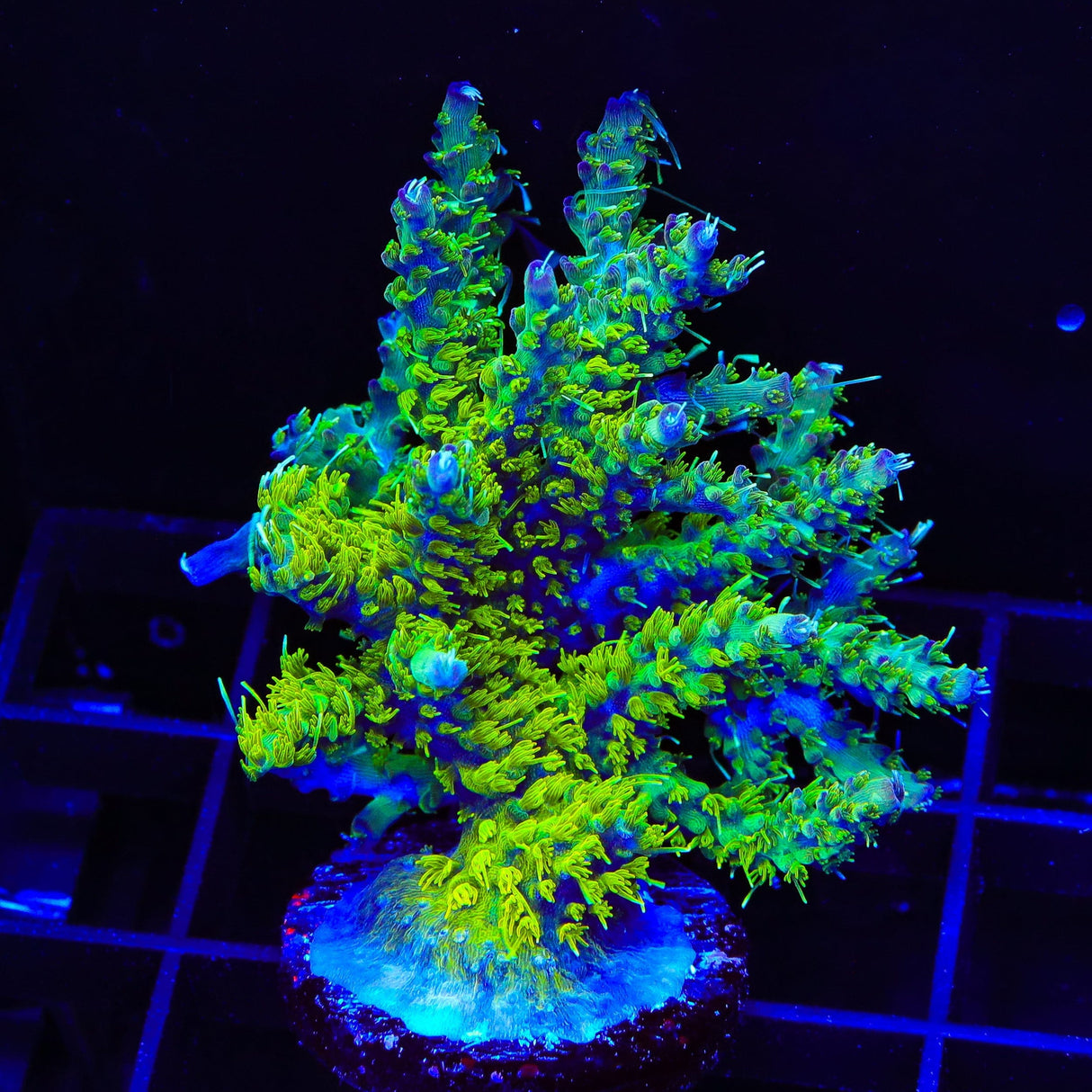 TSA The Fuzz Acropora Colony Coral
