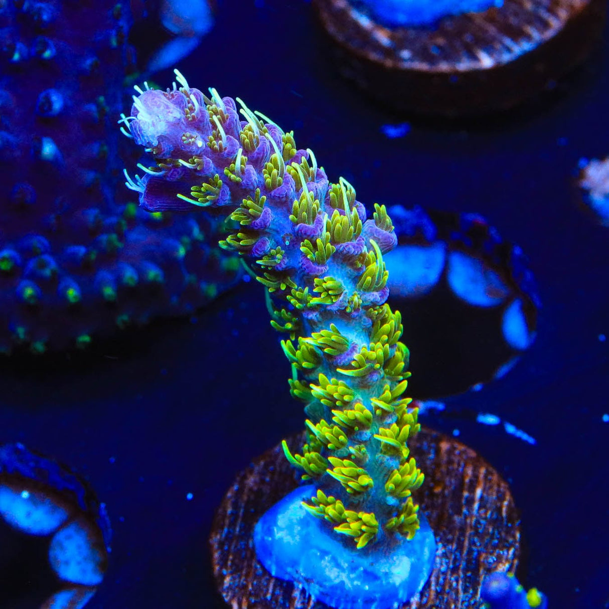 TSA The Fuzz Acropora Coral