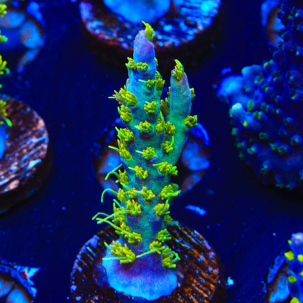 TSA The Fuzz Acropora Coral