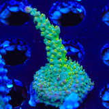 TSA The Fuzz Acropora Coral