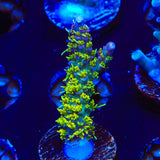 TSA The Fuzz Acropora Coral