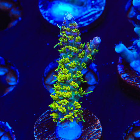 TSA The Fuzz Acropora Coral