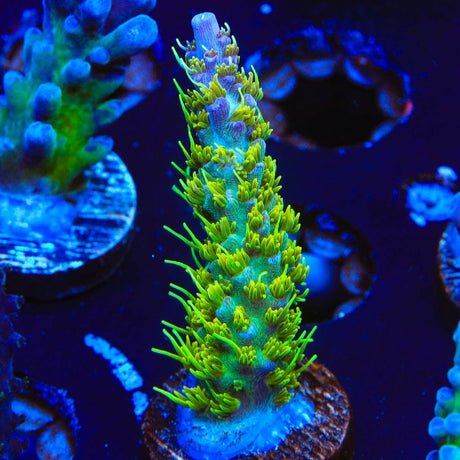 TSA The Fuzz Acropora Coral