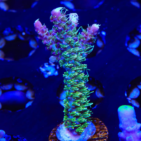 TSA The Fuzz Acropora Coral