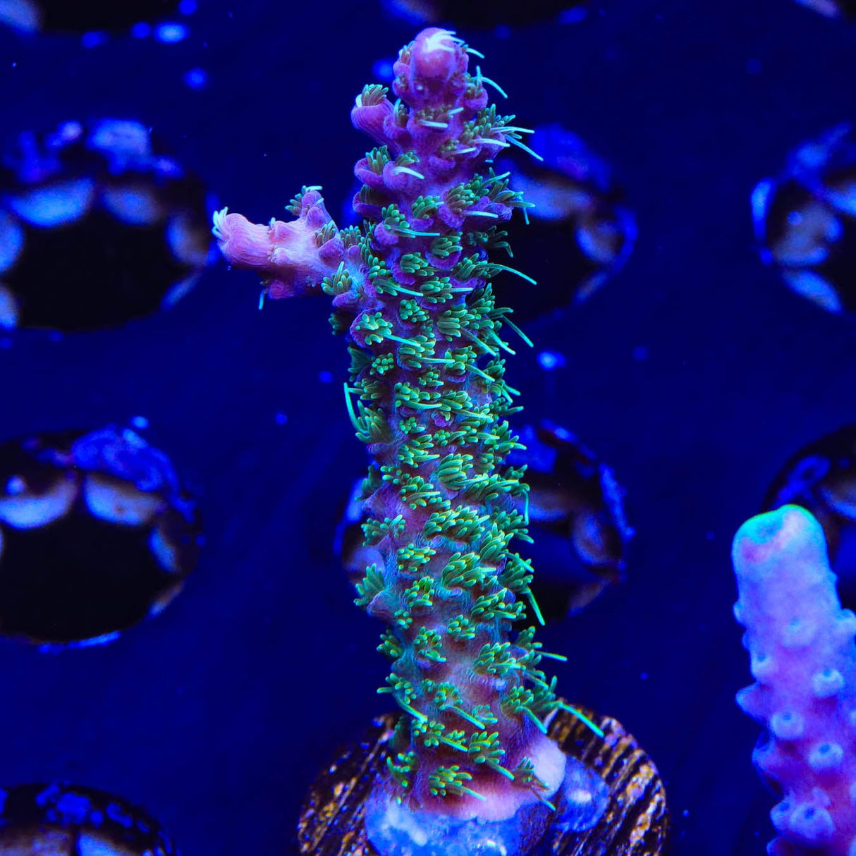 TSA The Fuzz Acropora Coral