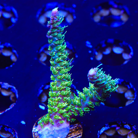 TSA The Fuzz Acropora Coral