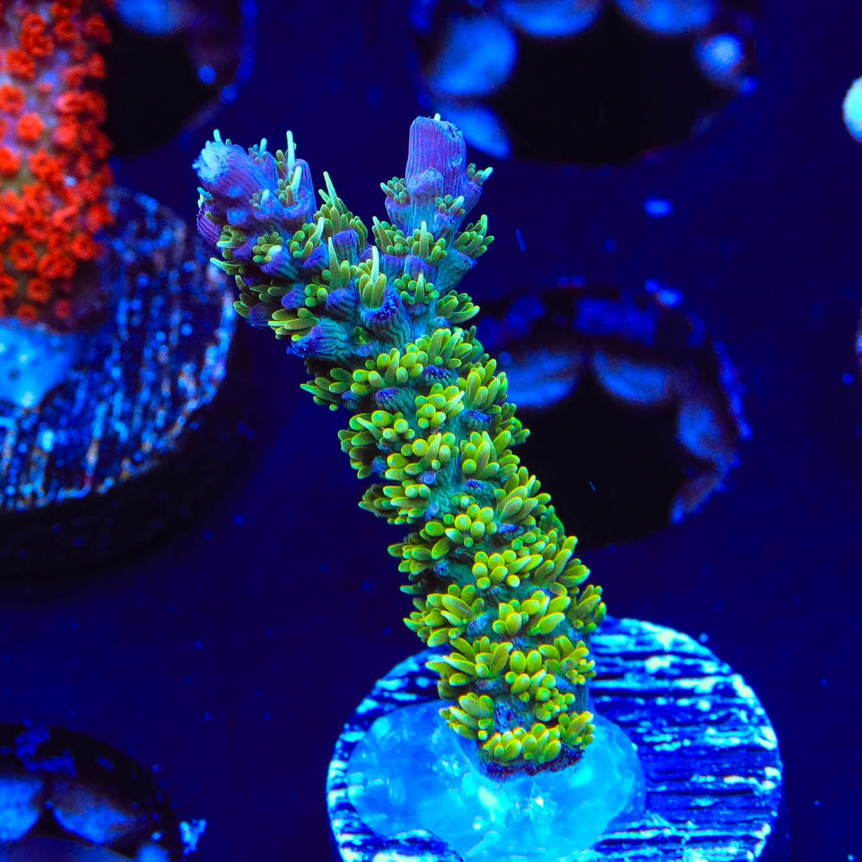 TSA The Fuzz Acropora Coral