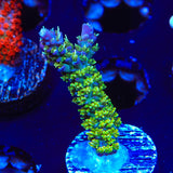 TSA The Fuzz Acropora Coral
