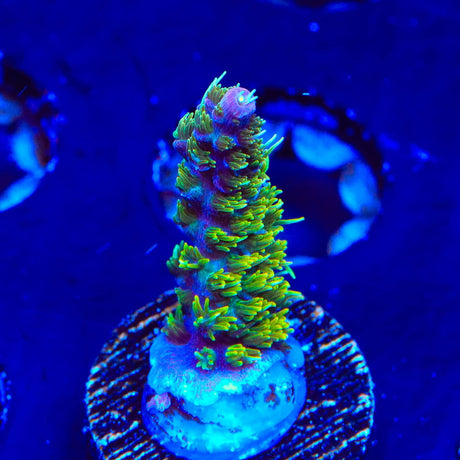 TSA The Fuzz Acropora Coral
