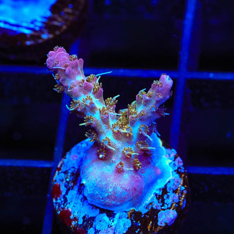TSA The Fuzz Acropora Coral