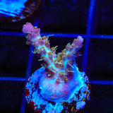 TSA The Fuzz Acropora Coral