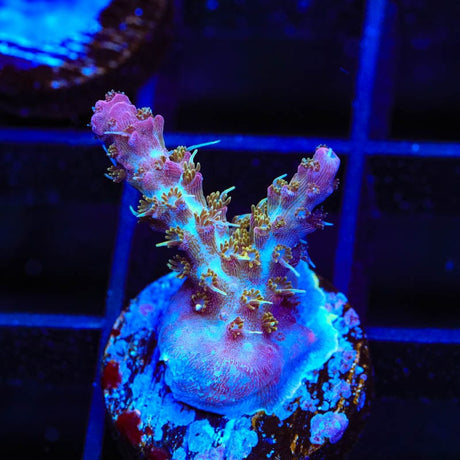TSA The Fuzz Acropora Coral
