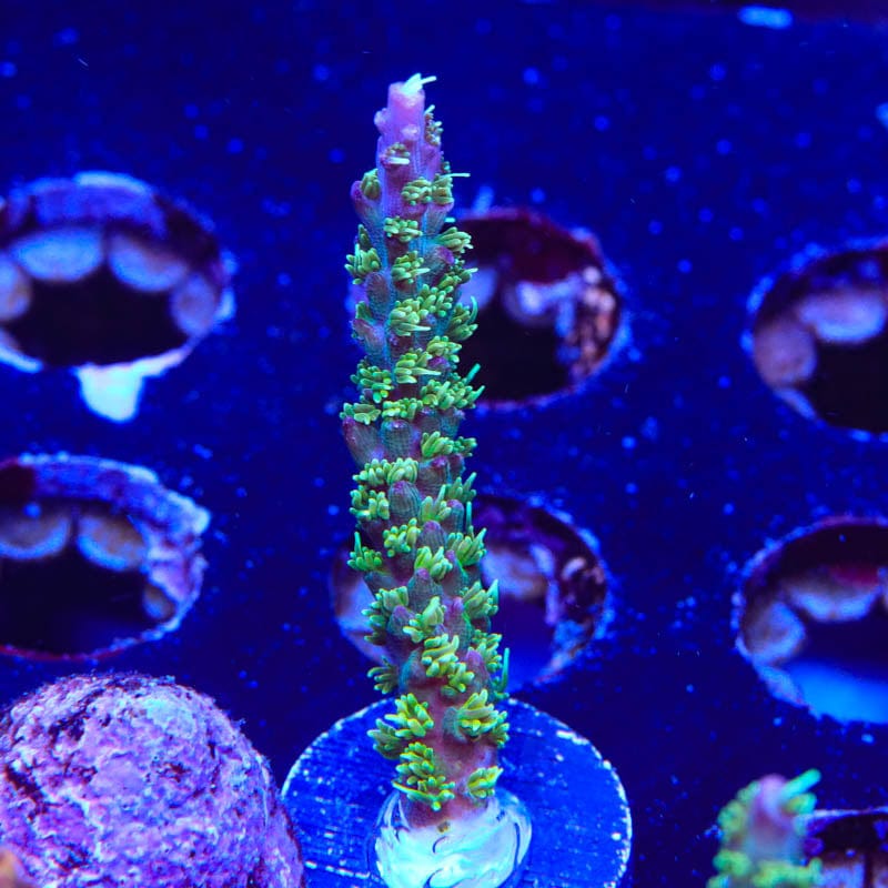 TSA The Fuzz Acropora Coral