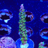TSA The Fuzz Acropora Coral