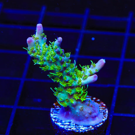 TSA The Fuzz Acropora Coral