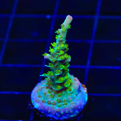 TSA The Fuzz Acropora Coral