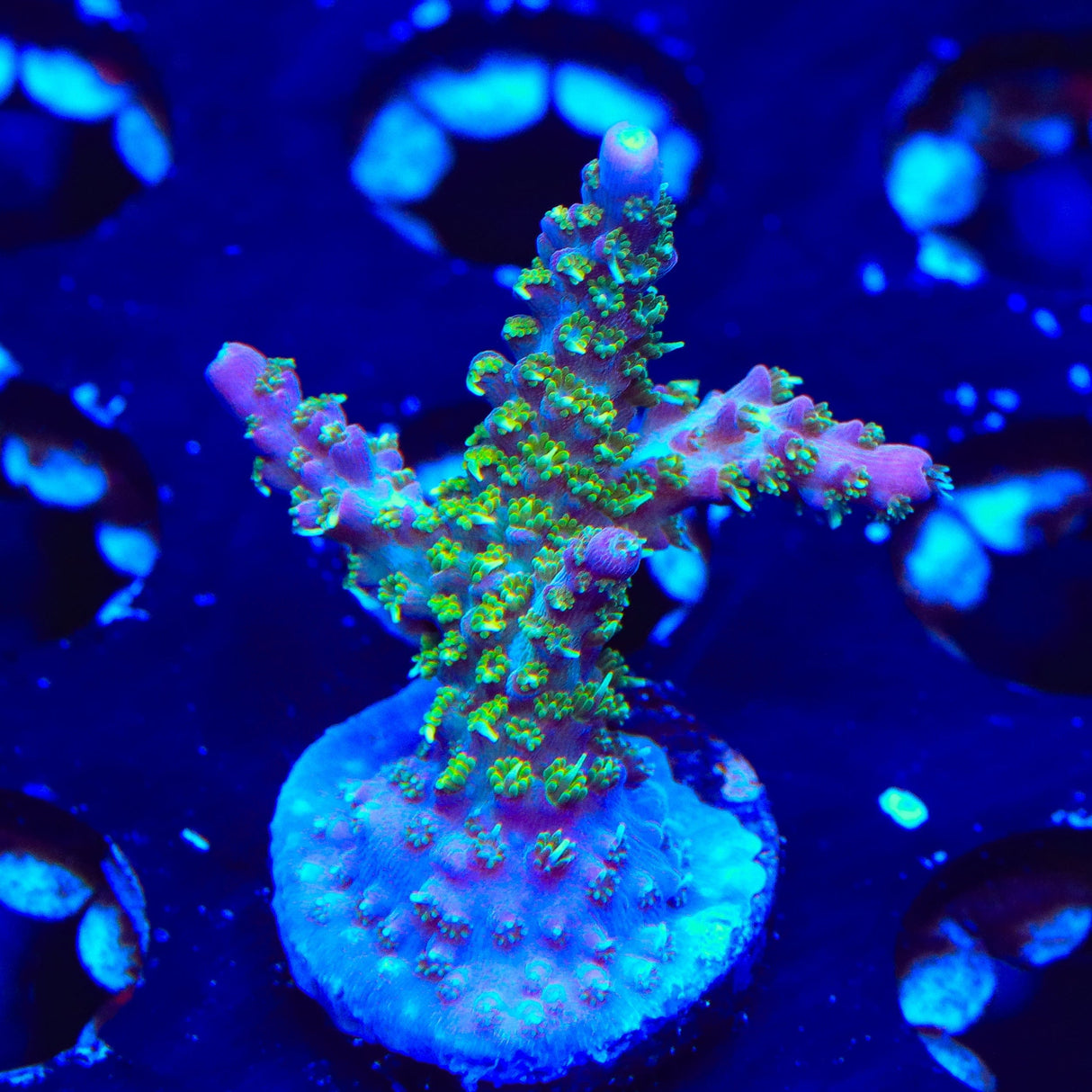 TSA The Fuzz Acropora Coral