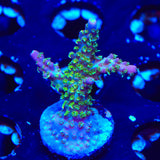 TSA The Fuzz Acropora Coral