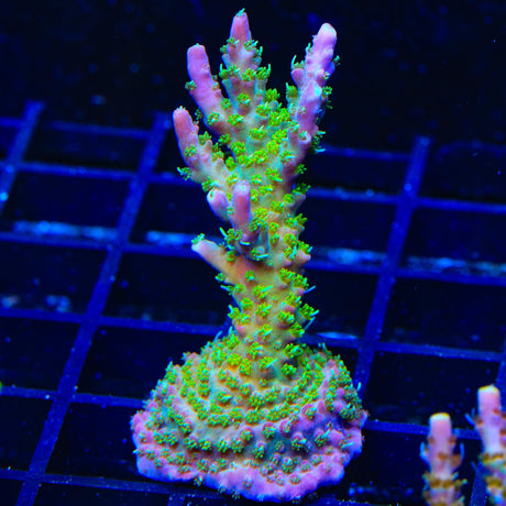TSA The Fuzz Acropora XL Frag Coral