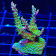 TSA The Fuzz Acropora XL Frag Coral
