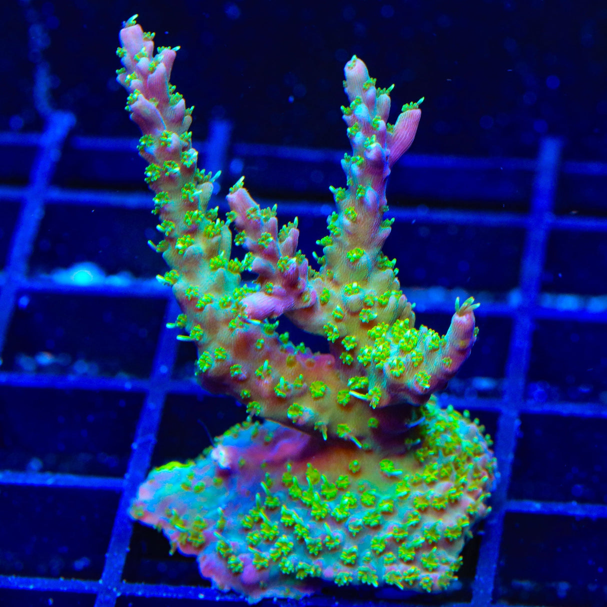 TSA The Fuzz Acropora XL Frag Coral