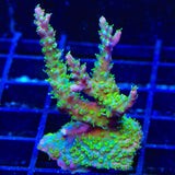 TSA The Fuzz Acropora XL Frag Coral