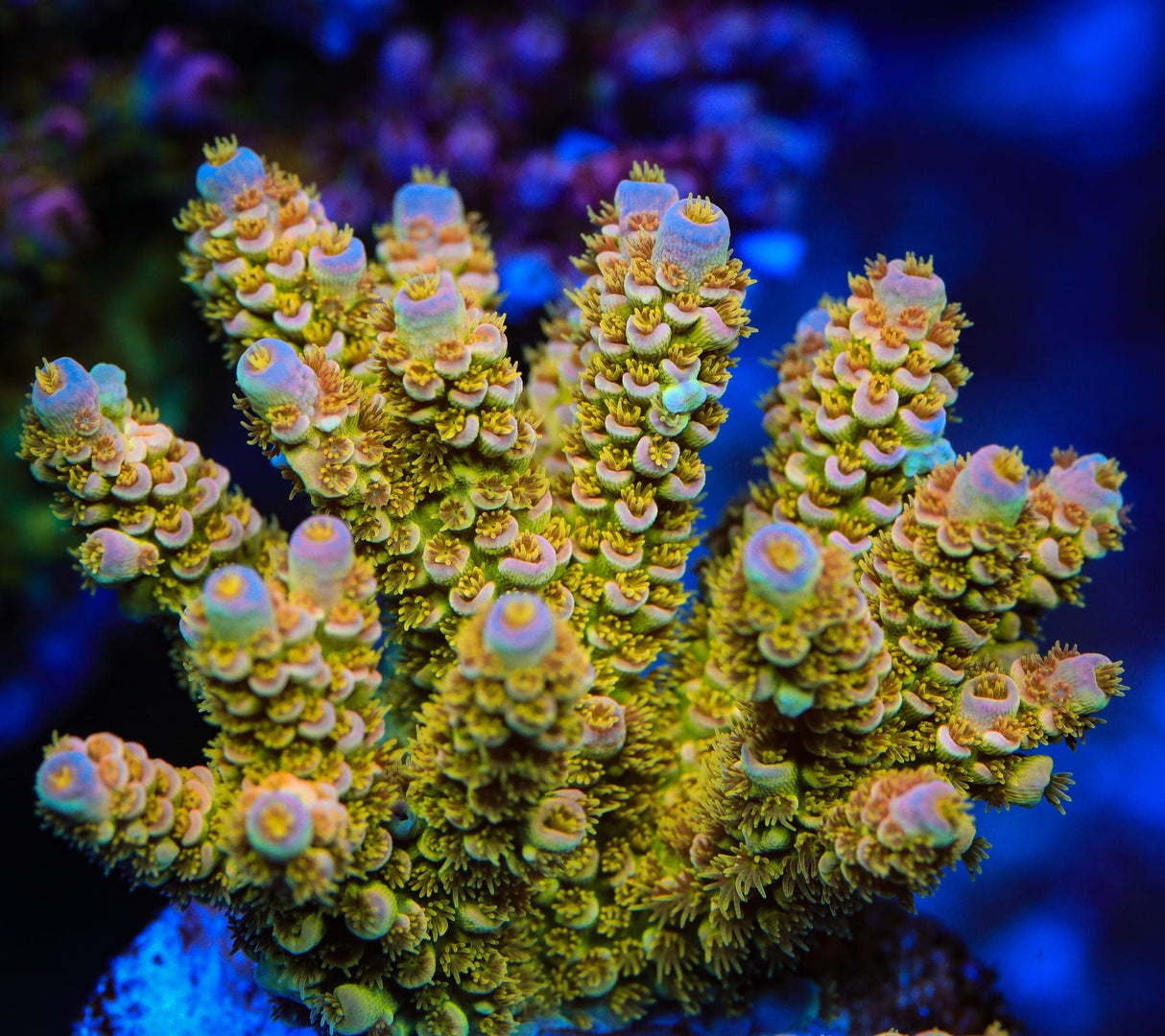 TSA The G.O.A.T. Tenuis Acropora Coral
