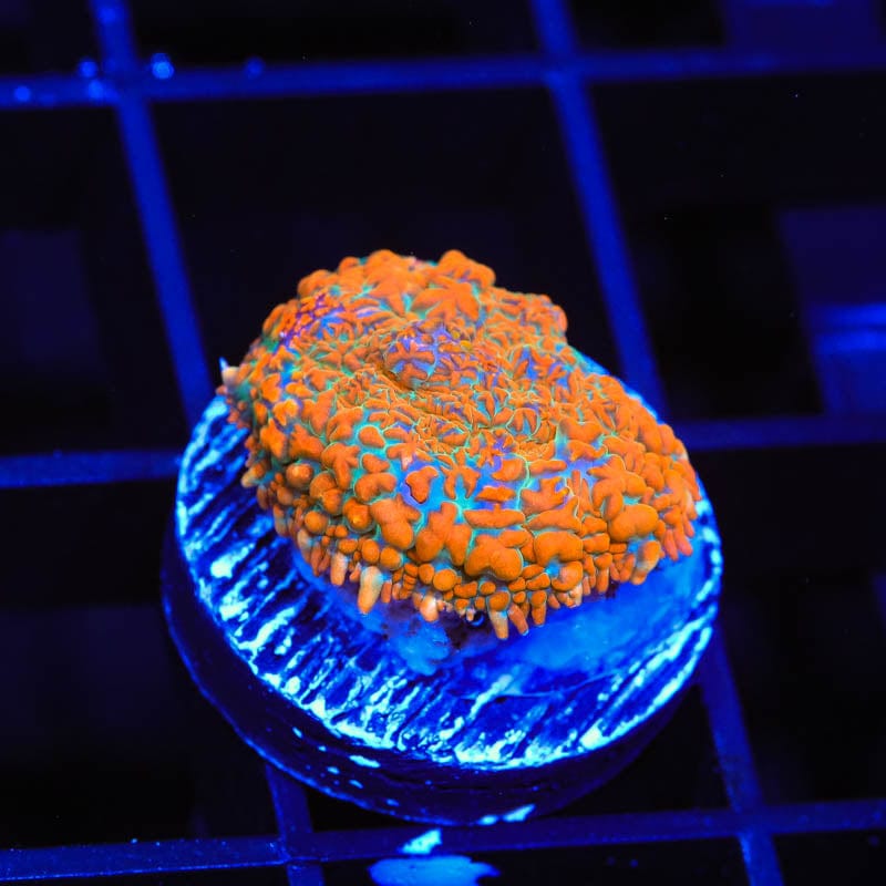 TSA The Juice Rhodactis Mushroom Coral